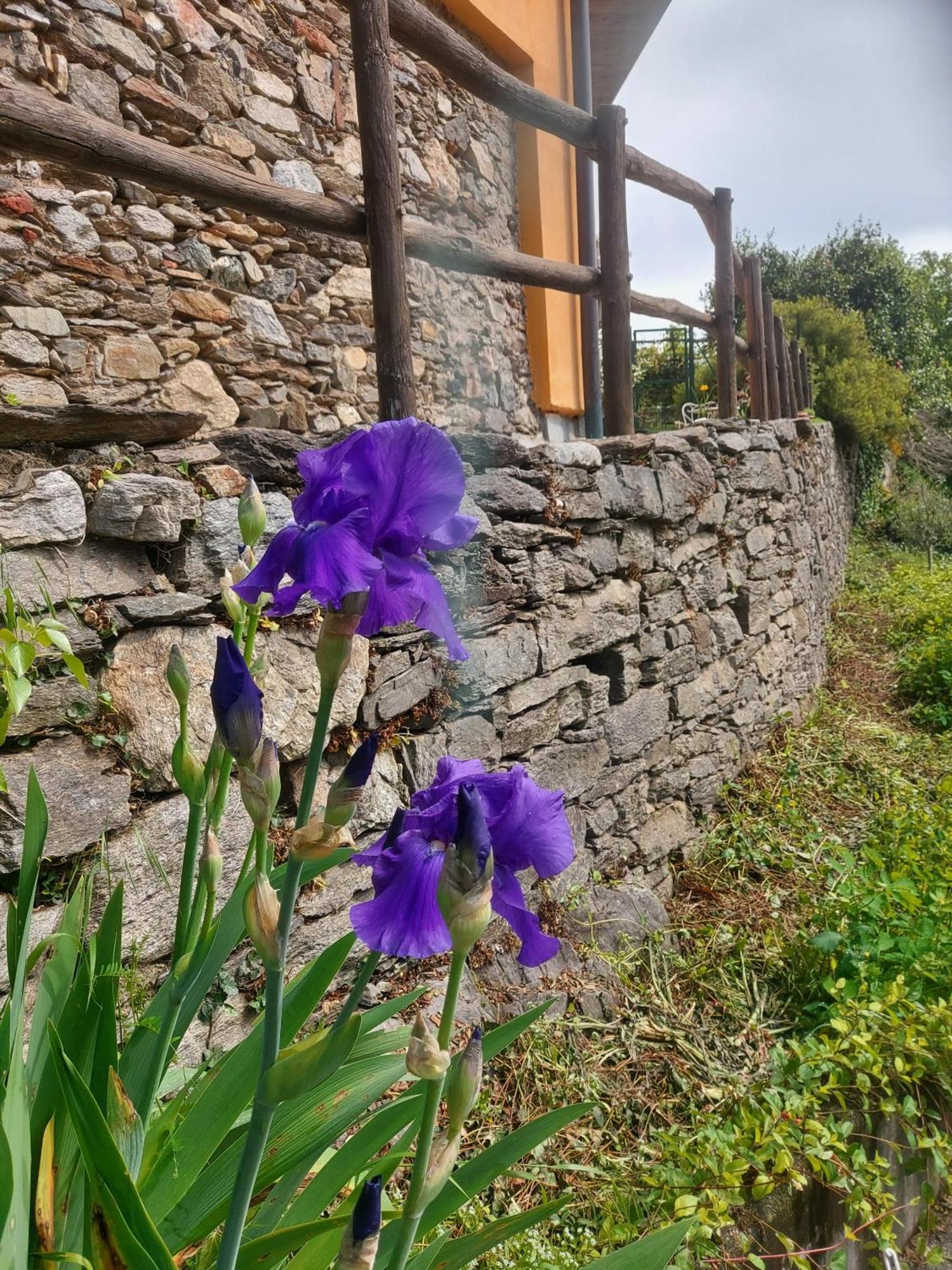 La Nave B&B Monteggio Екстер'єр фото